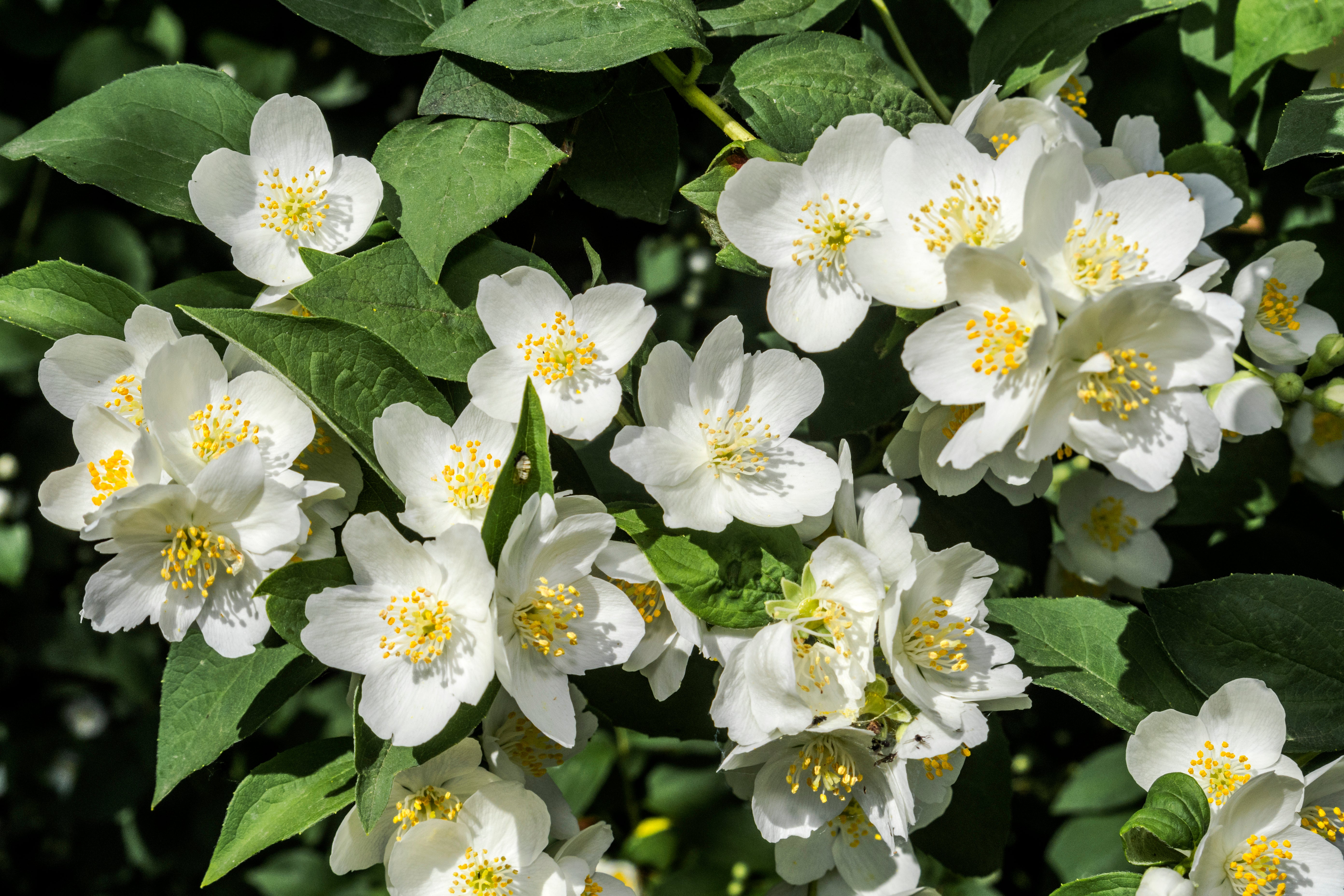 Philadelphus coronarius 'Finn' E, co (Krukodlad) – bild 1