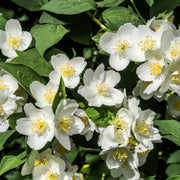 Philadelphus coronarius 'Finn' E, co (Krukodlad) – bild 1