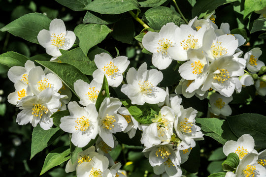 Philadelphus coronarius 'Finn' E, co (Krukodlad) – bild 1
