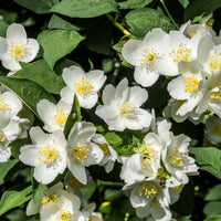 Philadelphus coronarius 'Finn' E, co (Krukodlad) – bild 1