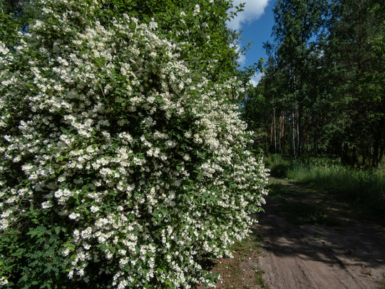 Philadelphus coronarius 'Finn' E, co (Krukodlad) – bild 2