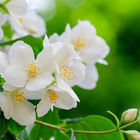 Philadelphus coronarius 'Finn' E, co (Krukodlad) – bild 3