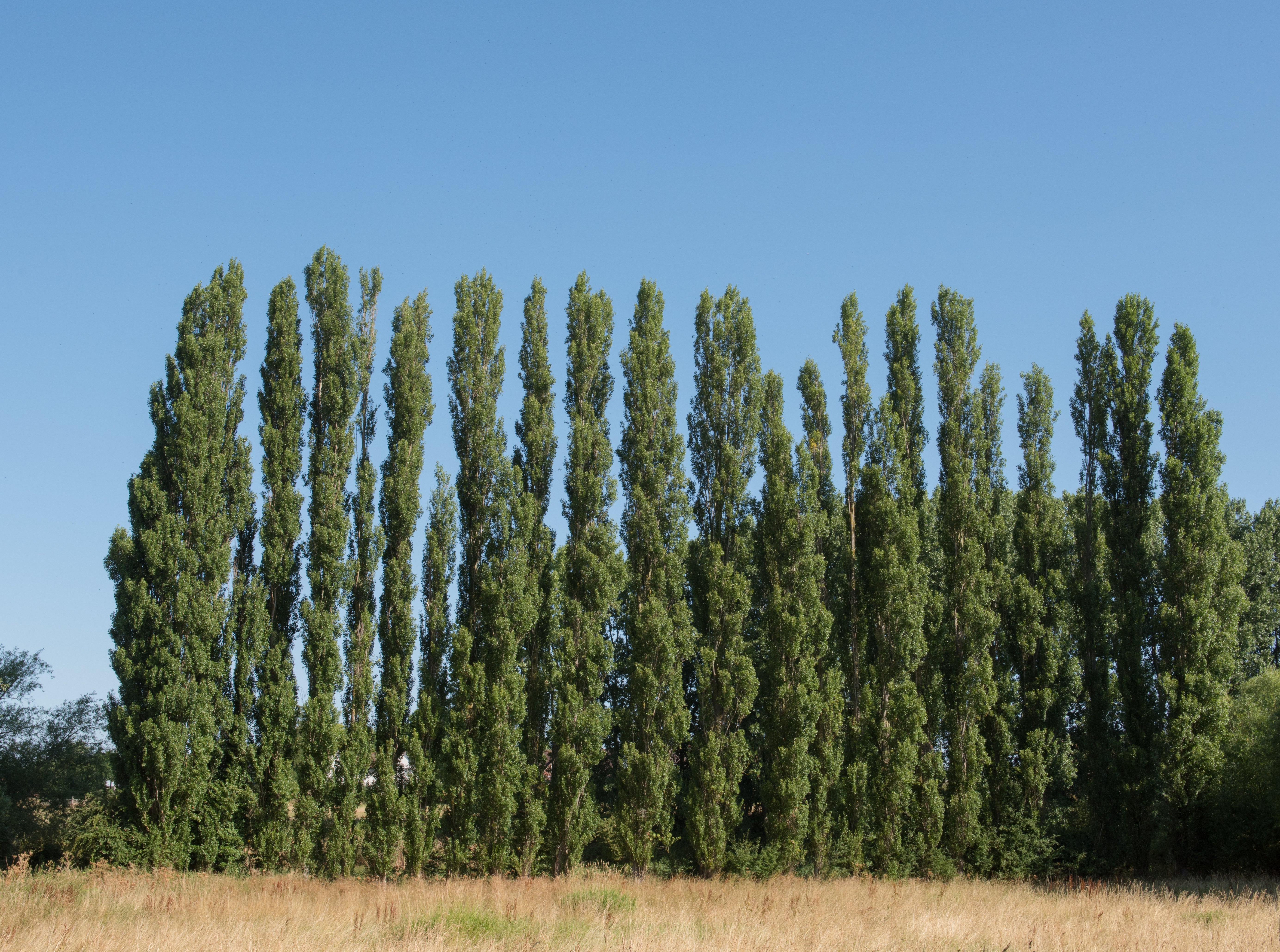 Populus nigra 'Italica', 60-100 cm (Barrot) – bild 1