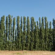 Populus nigra 'Italica', 60-100 cm (Barrot) – bild 1