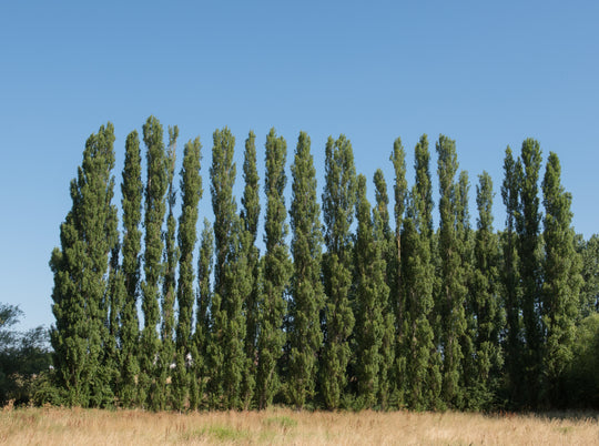 Populus nigra 'Italica', 60-100 cm (Barrot) – bild 1