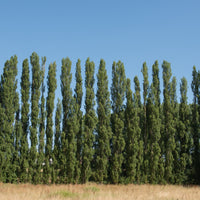 Populus nigra 'Italica', 60-100 cm (Barrot) – bild 1