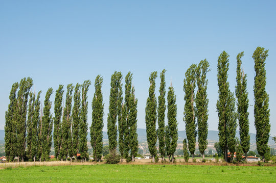 Populus nigra 'Italica', 60-100 cm (Barrot) – bild 2