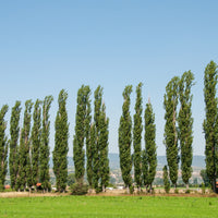 Populus nigra 'Italica', 60-100 cm (Barrot) – bild 2