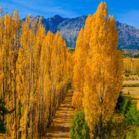 Populus nigra 'Italica', 60-100 cm (Barrot) – bild 3