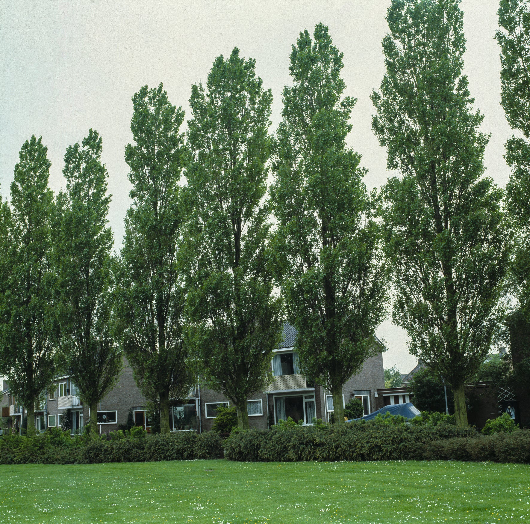 Populus nigra 'Italica', 60-100 cm (Barrot) – bild 1