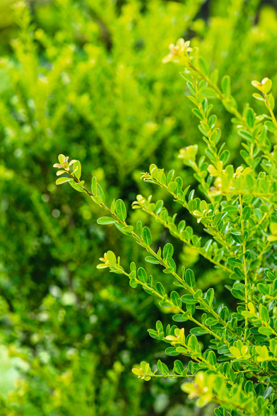 Ilex crenata 'Green Hedge', co (Krukodlad) – bild 1