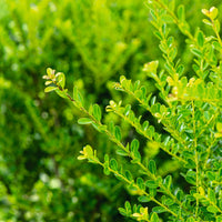 Ilex crenata 'Green Hedge', co (Krukodlad) – bild 1