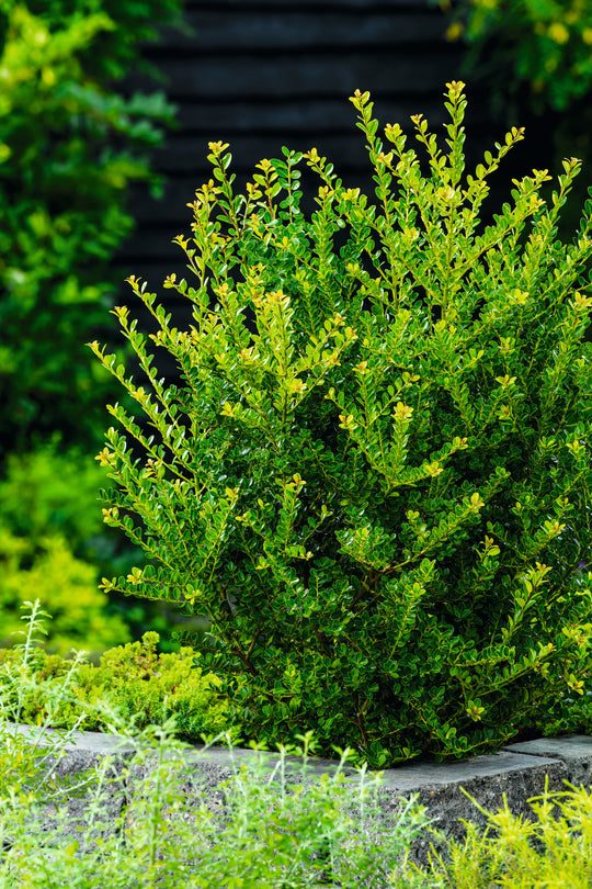 Ilex crenata 'Green Hedge', co (Krukodlad) – bild 2