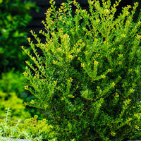 Ilex crenata 'Green Hedge', co (Krukodlad) – bild 2