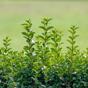 Ligustrum ovalifolium, co (Krukodlad) – bild 1