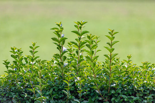 Ligustrum ovalifolium, co (Krukodlad) – bild 1