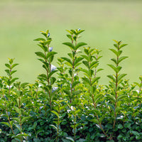 Ligustrum ovalifolium, co (Krukodlad) – bild 1