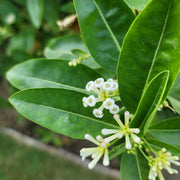 Ligustrum ovalifolium, co (Krukodlad) – bild 3