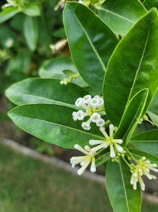 Ligustrum ovalifolium, co (Krukodlad) – bild 3