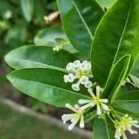 Ligustrum ovalifolium, co (Krukodlad) – bild 3