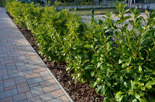 Prunus laurocerasus 'Novita', co (Krukodlad) – bild 1