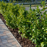 Prunus laurocerasus 'Novita', co (Krukodlad) – bild 1
