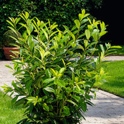 Prunus laurocerasus 'Novita', co (Krukodlad) – bild 2