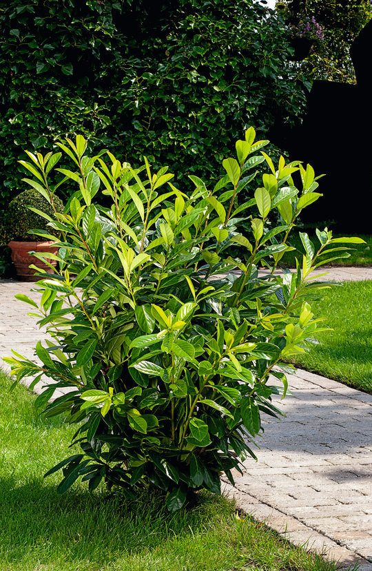 Prunus laurocerasus 'Novita', co (Krukodlad) – bild 2