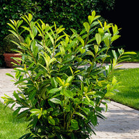 Prunus laurocerasus 'Novita', co (Krukodlad) – bild 2