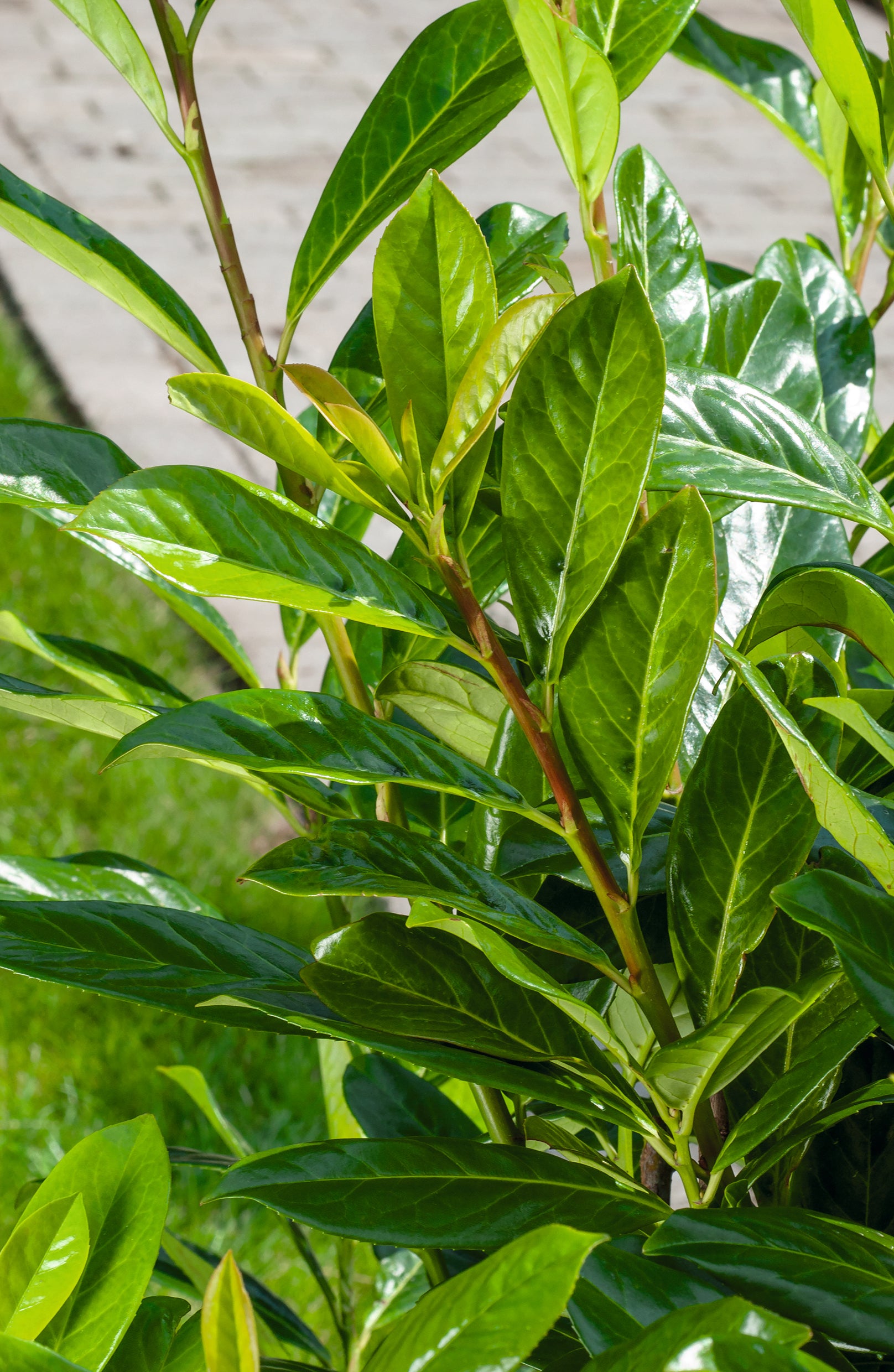 Prunus laurocerasus 'Novita', co (Krukodlad) – bild 1