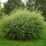 Salix purpurea 'Nana', co (Krukodlad) – bild 1