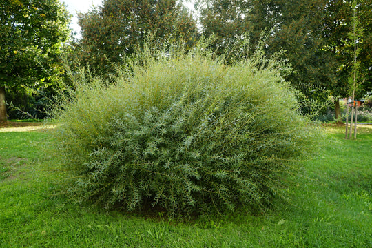 Salix purpurea 'Nana', co (Krukodlad) – bild 1