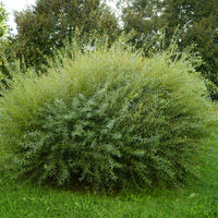 Salix purpurea 'Nana', co (Krukodlad) – bild 1