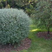Salix purpurea 'Nana', co (Krukodlad) – bild 2
