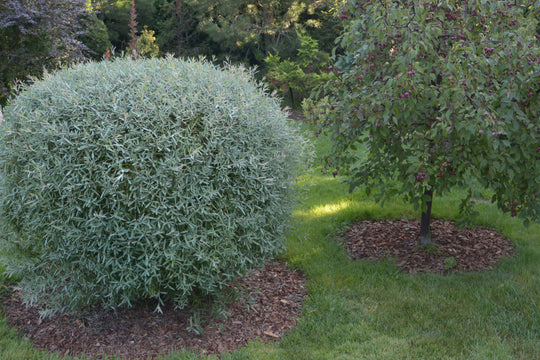 Salix purpurea 'Nana', co (Krukodlad) – bild 2