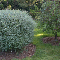 Salix purpurea 'Nana', co (Krukodlad) – bild 2