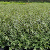 Salix purpurea 'Nana', co (Krukodlad) – bild 3
