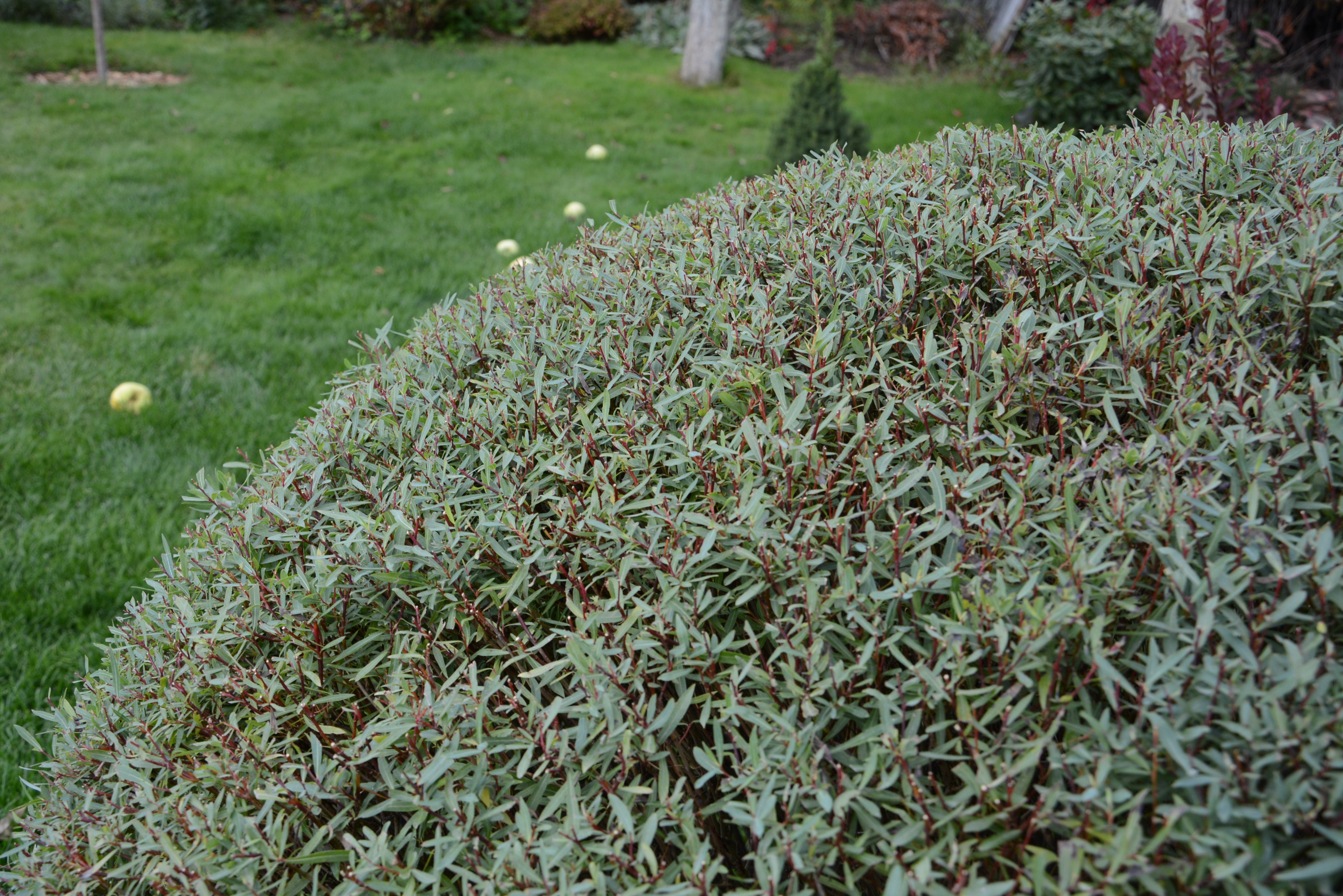Salix purpurea 'Nana', co (Krukodlad) – bild 1