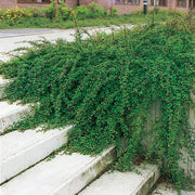 Cotoneaster × suecicus 'Skogholm', co (Krukodlad) – bild 1