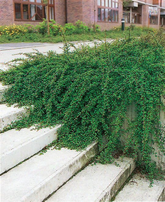Cotoneaster × suecicus 'Skogholm', co (Krukodlad) – bild 1