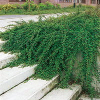 Cotoneaster × suecicus 'Skogholm', co (Krukodlad) – bild 1