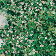 Cotoneaster × suecicus 'Skogholm', co (Krukodlad) – bild 2