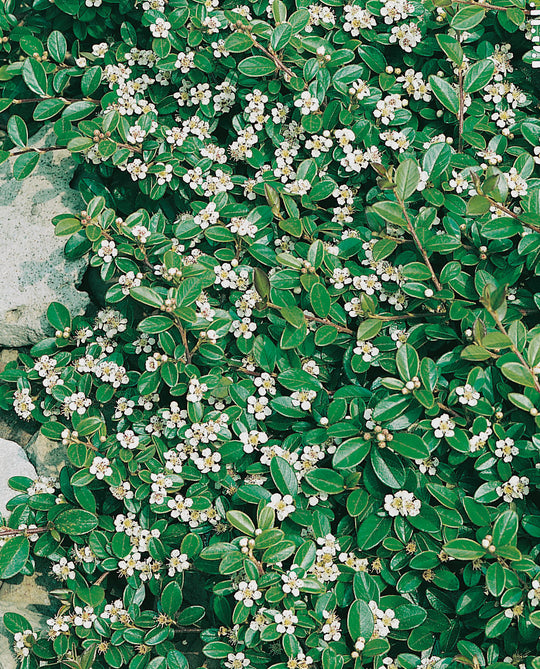 Cotoneaster × suecicus 'Skogholm', co (Krukodlad) – bild 2