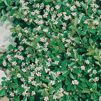Cotoneaster × suecicus 'Skogholm', co (Krukodlad) – bild 2