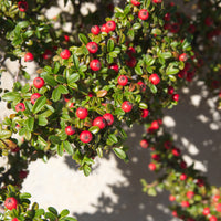 Cotoneaster × suecicus 'Skogholm', co (Krukodlad) – bild 3