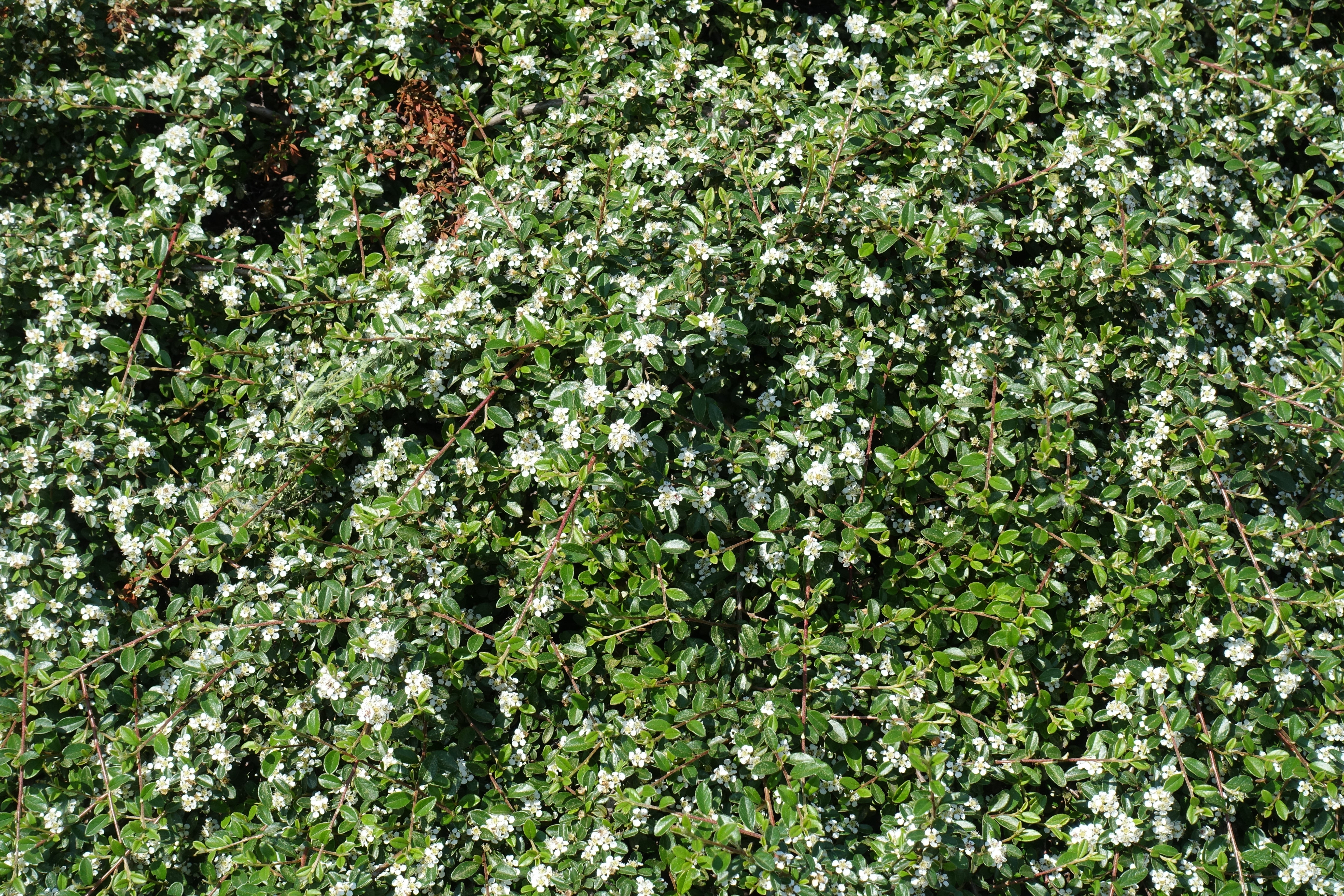 Cotoneaster × suecicus 'Skogholm', co (Krukodlad) – bild 1