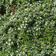 Cotoneaster × suecicus 'Skogholm', co (Krukodlad) – bild 4