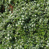 Cotoneaster × suecicus 'Skogholm', co (Krukodlad) – bild 4