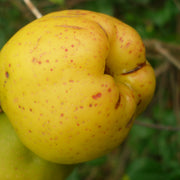 liten rosenkvitten BALSGÅRD RONDO® ('Rondo')
