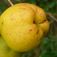liten rosenkvitten BALSGÅRD RONDO® ('Rondo')